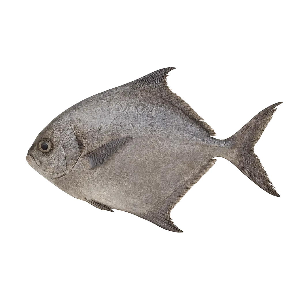 Fresh black pomfret