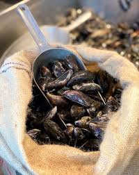 GM Mussels bag (15 kg)