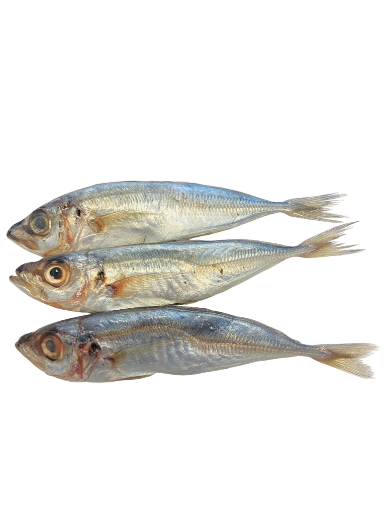Mini horse mackerel