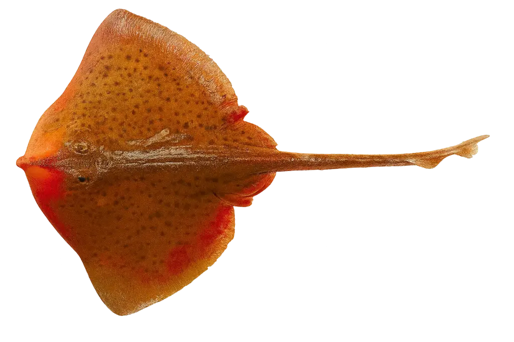 Fresh skate wing (300-800g)