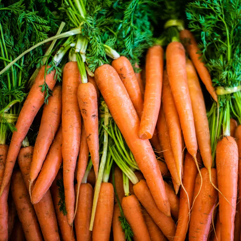 Carrots - big