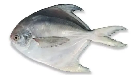 Verse Zilverpomfret