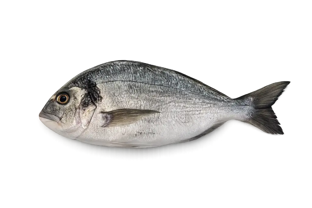 Fresh royal sea bream whole 8/1