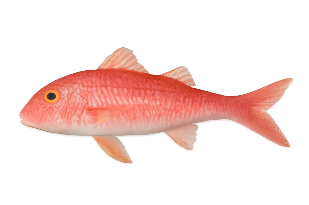 Fresh red mullet