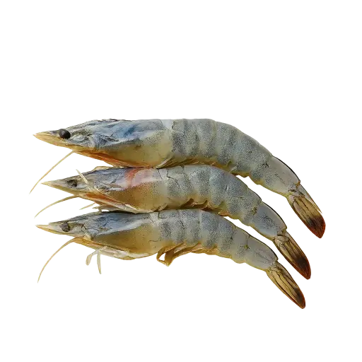 Fresh Prawns 30/40