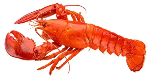 [Astacidea] Fresh lobster (600-800g)