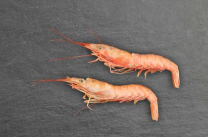  LANGOSTINO ARGENTIJNSE RODE GARNALEN DV (2 KG)