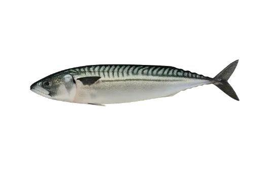[Scomber scombrus] Fresh Mackerel