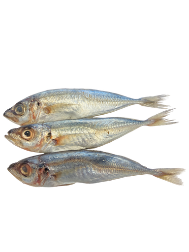 [rachurus trachurus] Mini horse mackerel