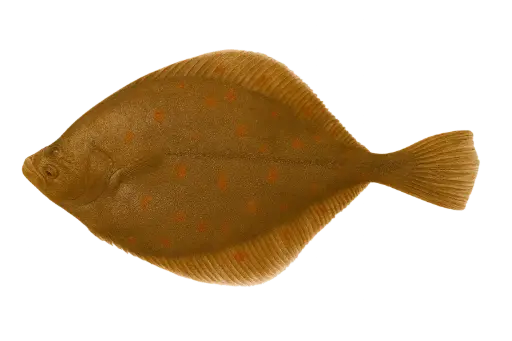 [Pleuronectes platessa] Verse pladijs (500-800g)