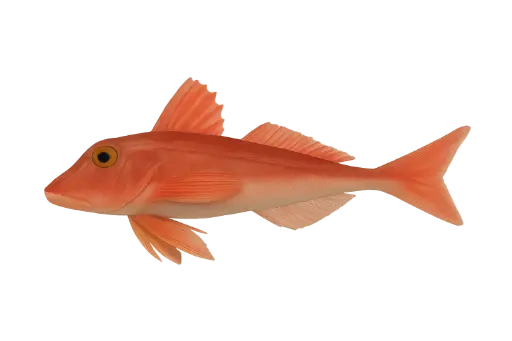 [Chelidonichthys lucerna] Fresh red gurnard (300-800g)