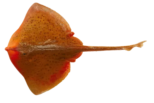 Fresh skate wing (300-800g)