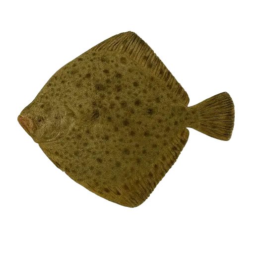 [Scophthalmus maximus] Verse Tarbot (1-3kg)