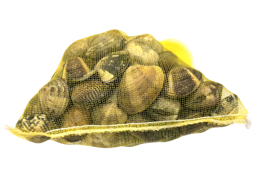 Verse vongole (1kg zakje)