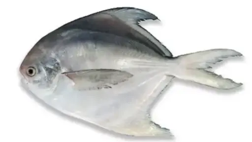 Fresh Silver pomfret