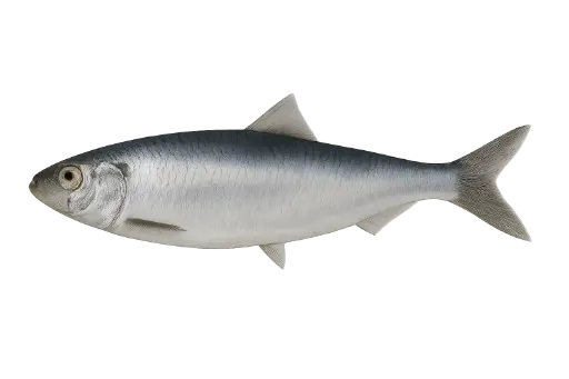 [Clupea harengus] Fresh herring