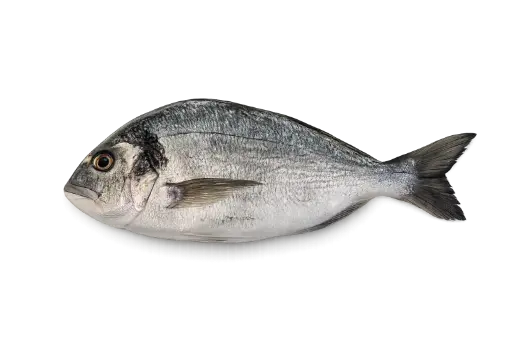 [Sparus aurata 4/6] Royal sea bream whole 4/6