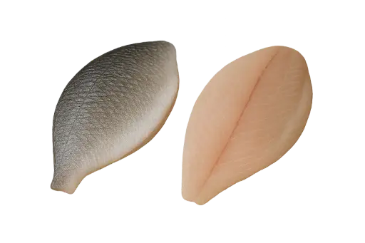 [Sparus aurata filet 8/1] Fresh sea ​​bream royal fillet 8/1