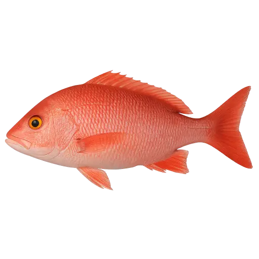 [Lutjanus campechanus] Fresh red snapper whole - exotic fish (800-1500g) brut.