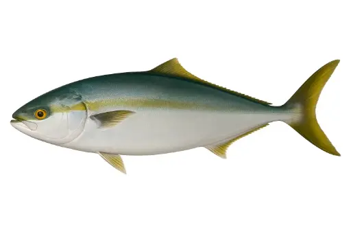 [Seriola quinqueradiata] Verse Hamachi - Japanse koningsvis brut.