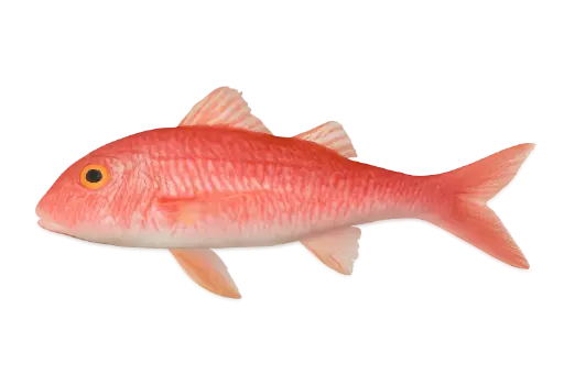 [Mullus barbatus] Verse rode mul (200-500g)