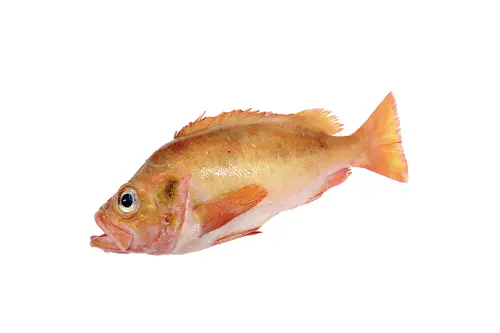 [Sebastes marinus] Fresh norway haddock - redfish 